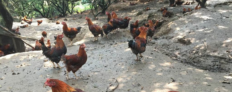 散養(yǎng)雞可以用牧草嗎