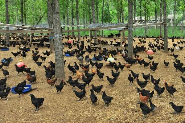 散養雞可以用牧草嗎