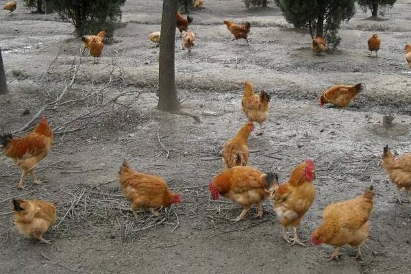 散養雞可以用牧草嗎