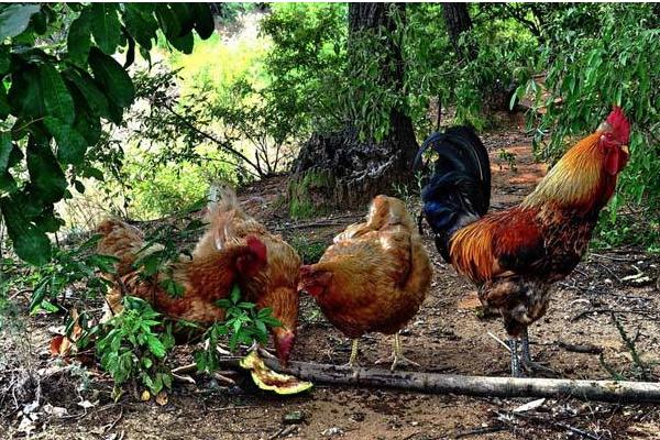 散養雞可以用牧草嗎