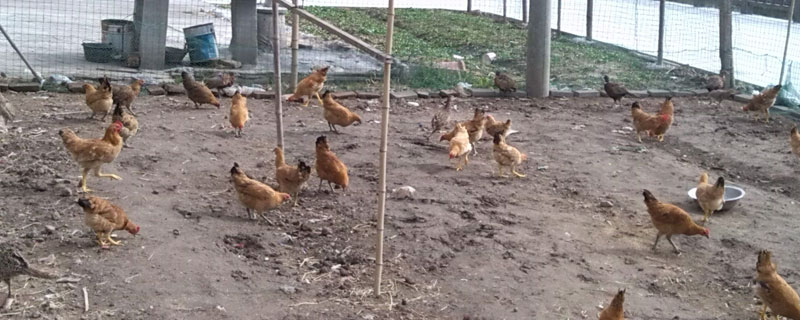 散養(yǎng)雞有補(bǔ)貼政策嗎