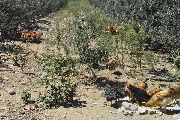 山上養雞被禁止了嗎