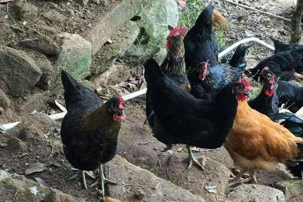 山上養雞被禁止了嗎