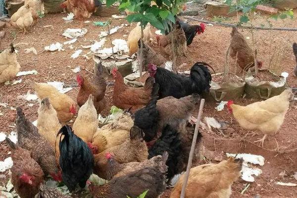 山上養雞被禁止了嗎