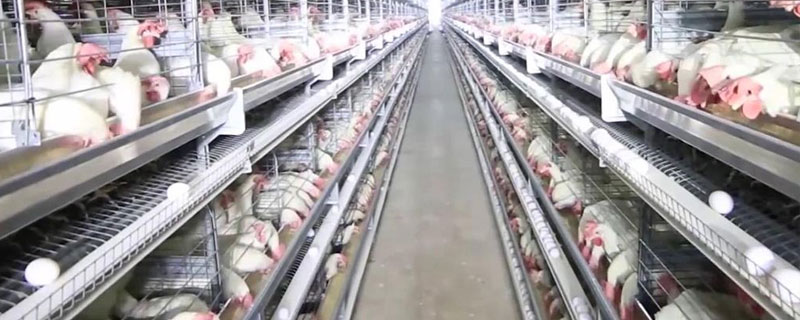 養(yǎng)雞不生病的小妙招