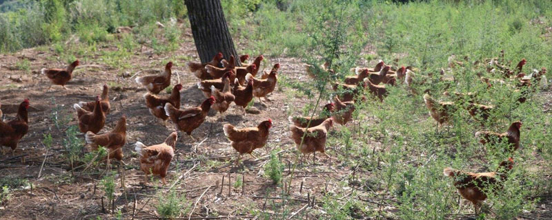 養雞成本利潤計算