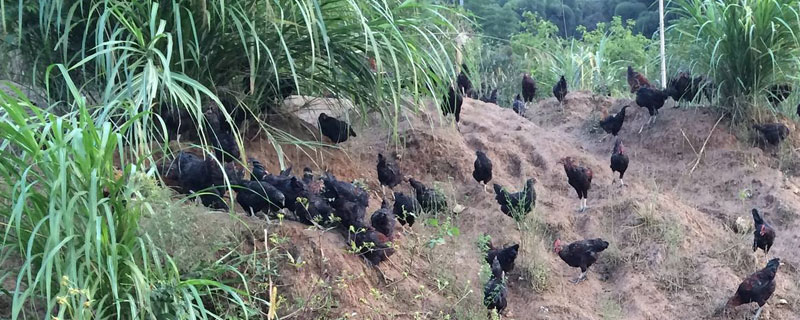 山上養雞最怕什么