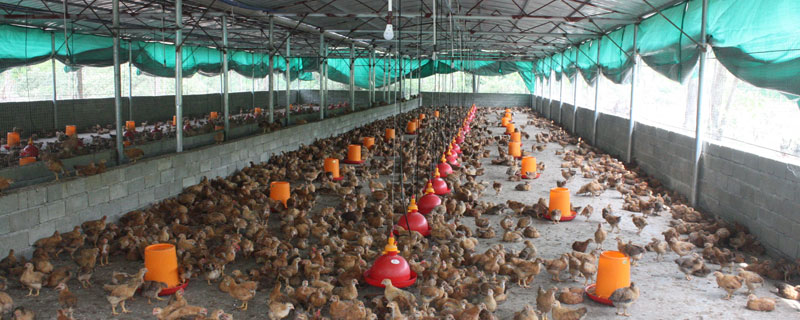 養雞需要注意哪些問題