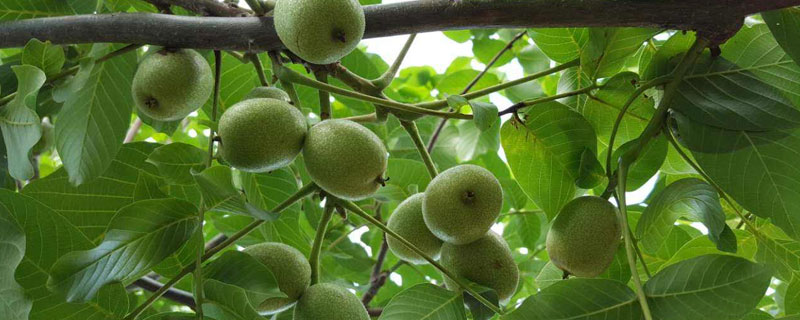 核桃秋季管理技術