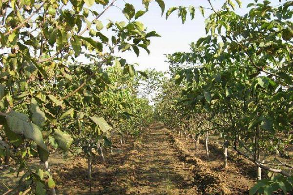 核桃秋季管理技術