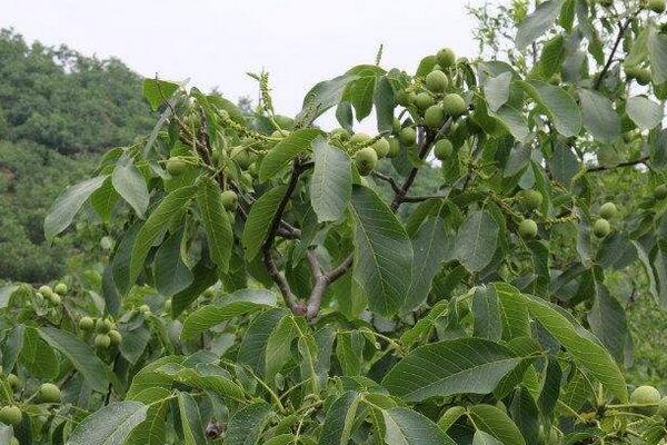 核桃秋季管理技術