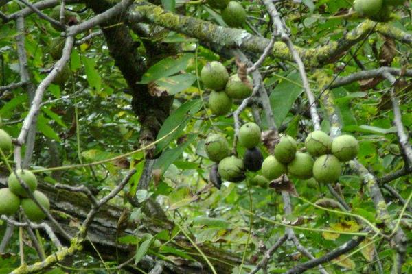 核桃秋季管理技術