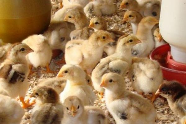 養雞需要注意哪些問題