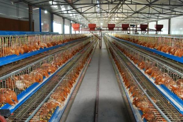 養雞需要注意哪些問題