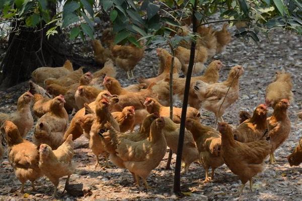 養雞需要注意哪些問題