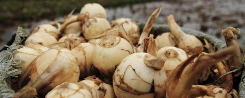 茨菇什么季節上市