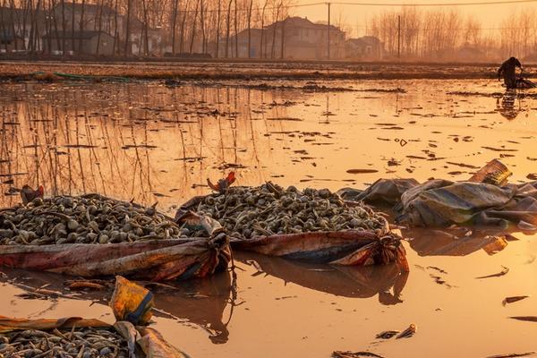 茨菇什么季節(jié)上市