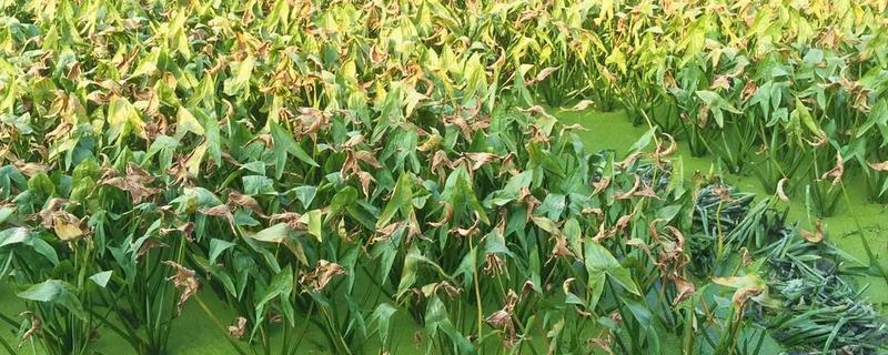 種植茨菇的前景