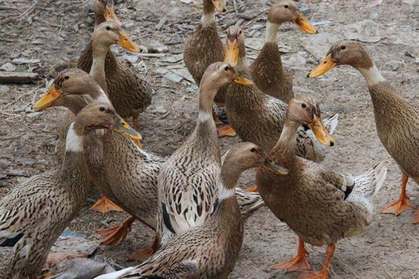 麻鴨多少天出欄