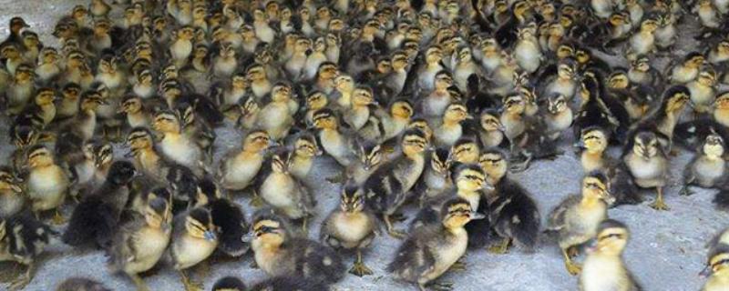 麻鴨苗價格多少錢一只