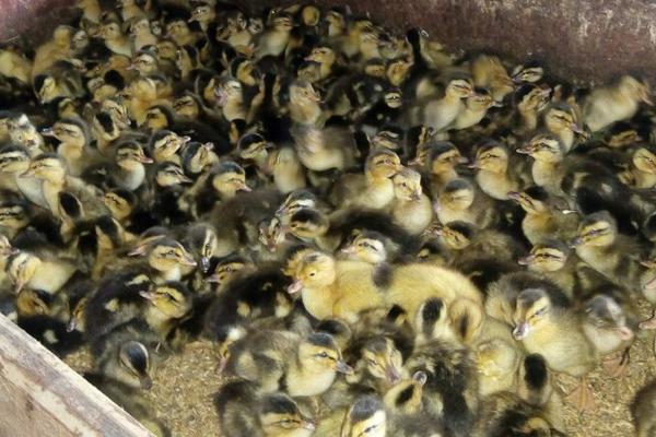 麻鴨苗價格多少錢一只