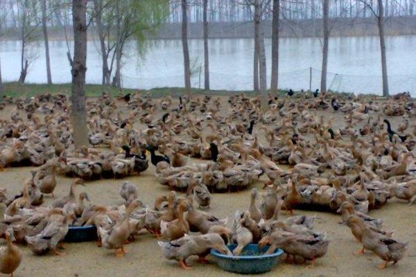 麻鴨苗價格多少錢一只