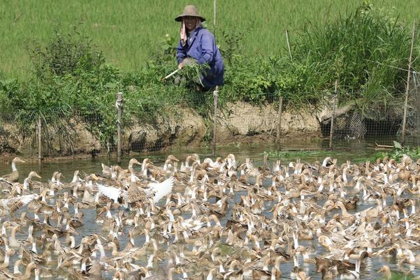 麻鴨苗價格多少錢一只