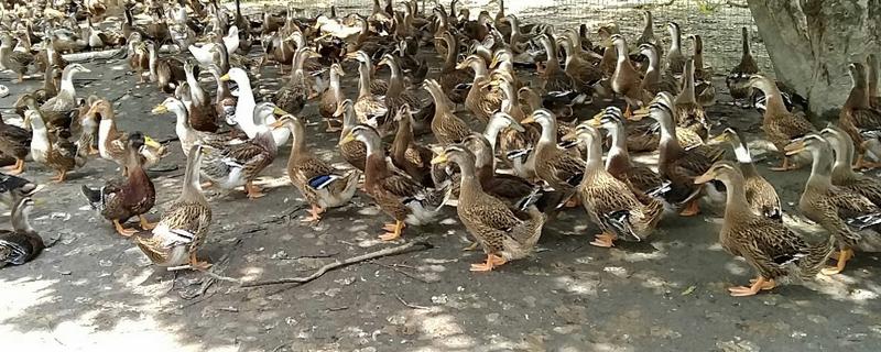 麻鴨養殖成本及利潤