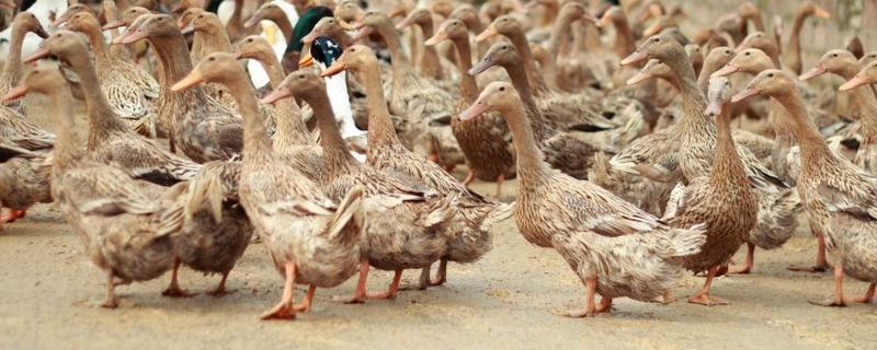 麻鴨多少天出欄