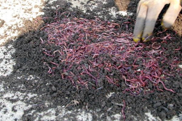 蚯蚓糞要發酵嗎