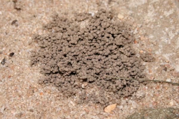 蚯蚓糞要發酵嗎