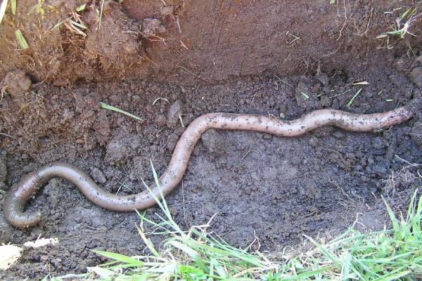 蚯蚓糞要發酵嗎