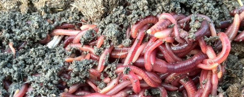 蚯蚓糞怎么加工有機(jī)肥