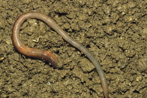 蚯蚓糞怎么加工有機(jī)肥