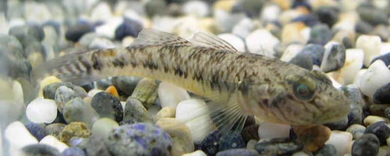 珍珠石斑魚是石斑魚嗎