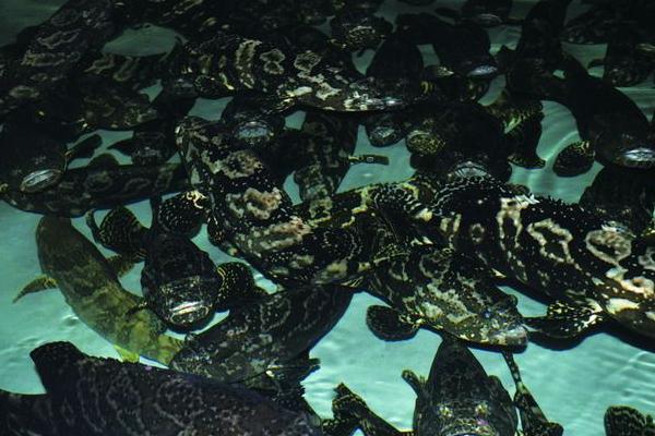 珍珠石斑魚是石斑魚嗎