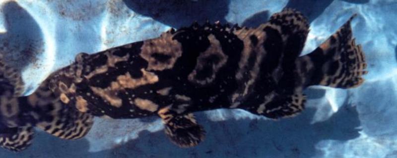 珍珠石斑魚養殖技術