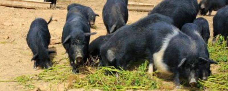 中草藥養豬技術