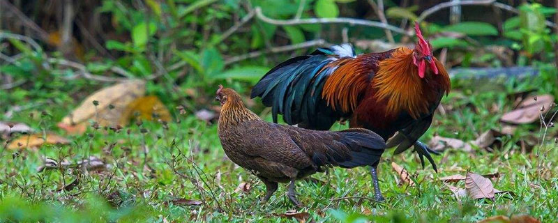 北京油雞養(yǎng)殖技術(shù)