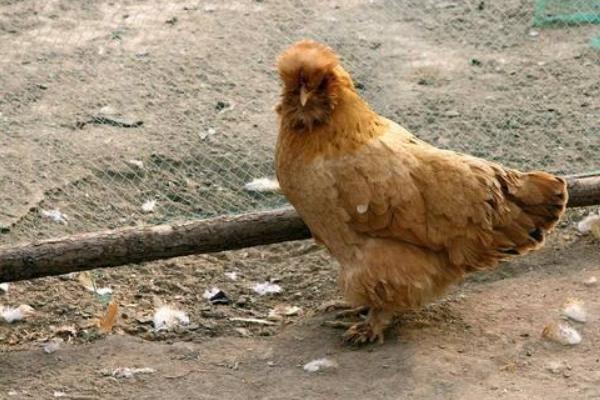 北京油雞養(yǎng)殖技術(shù)