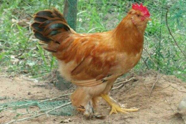 北京油雞養(yǎng)殖技術(shù)