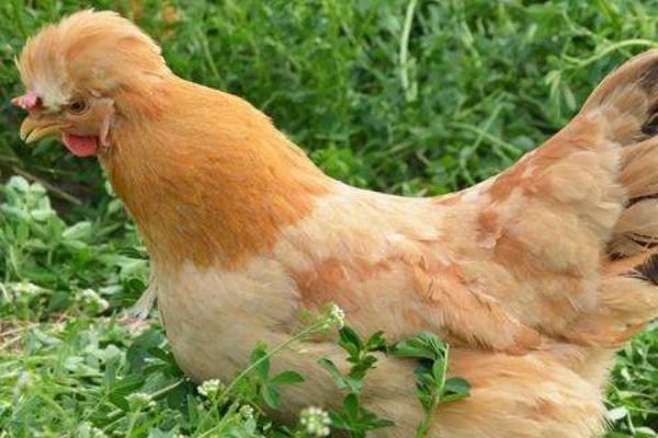 北京油雞養(yǎng)殖技術(shù)