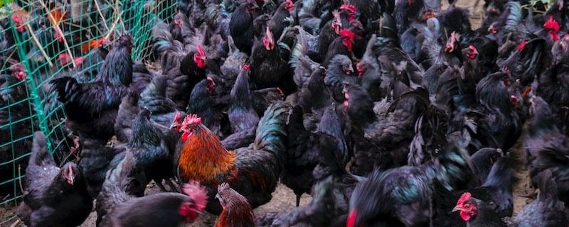 峨嵋黑雞價(jià)格多少錢一斤