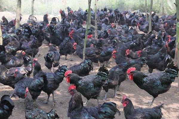 峨嵋黑雞價(jià)格多少錢一斤