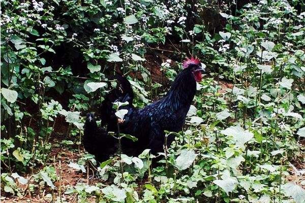 峨嵋黑雞價(jià)格多少錢一斤