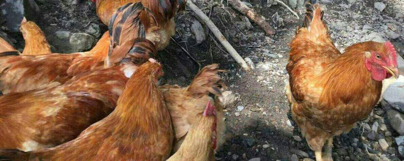 河田雞養殖技術