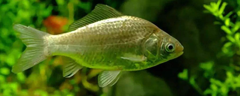 養鯽魚怎么養才不死