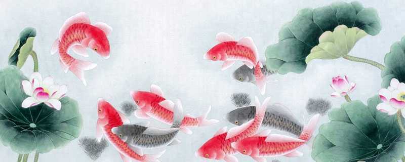 鯉魚的寓意