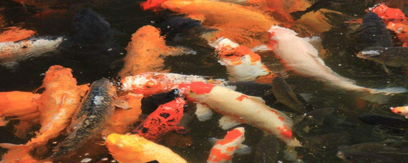 養鯉魚水溫在多少合適