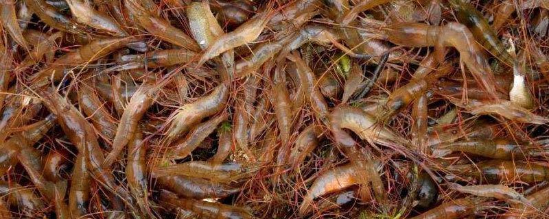 養(yǎng)河蝦的水溫